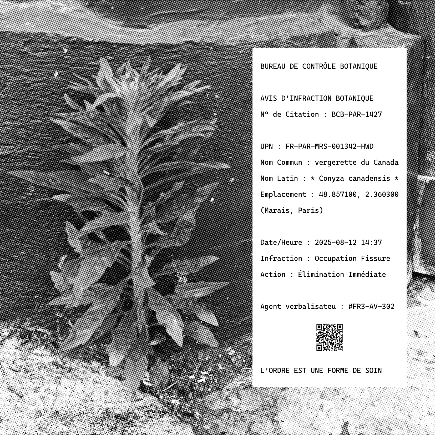 Horseweed Citation, Marais, BoBC Paris Office